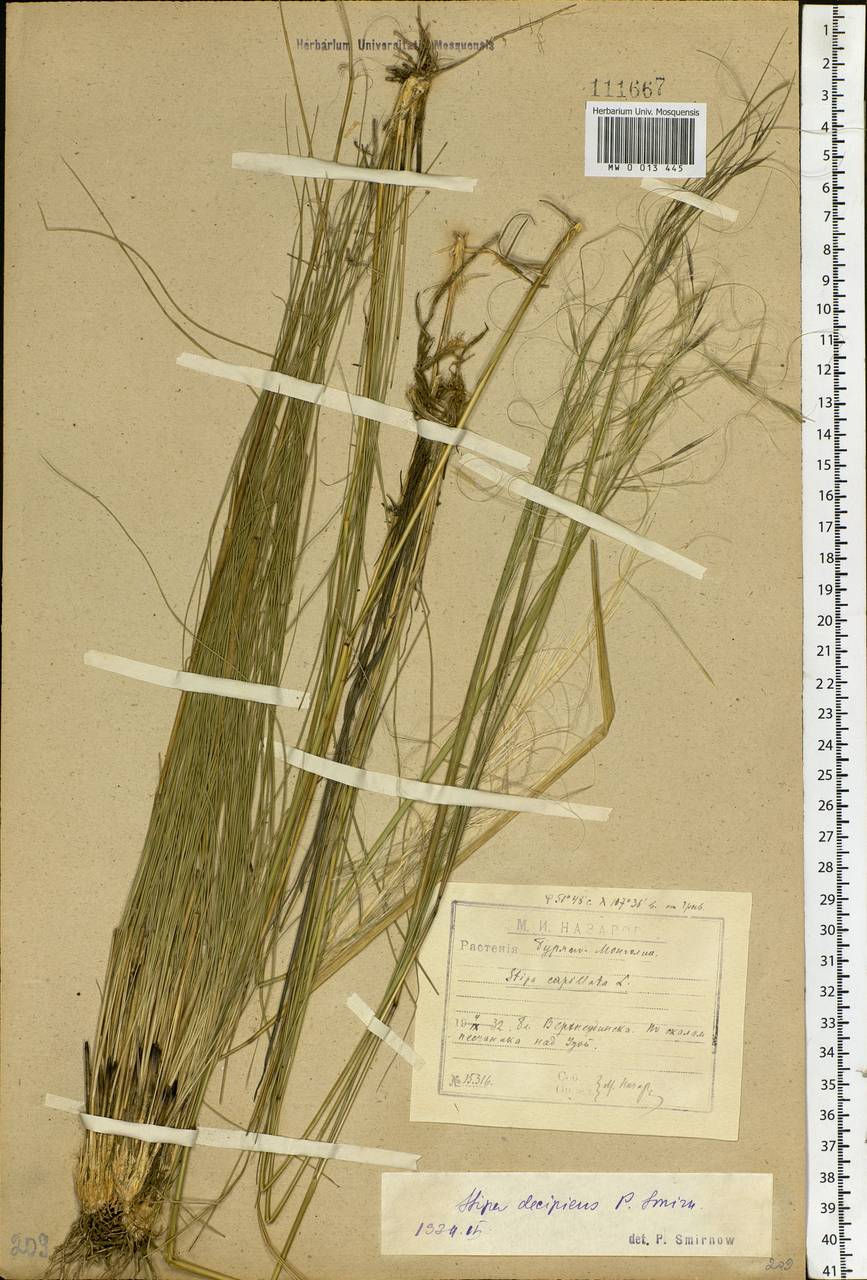 Stipa krylovii Roshev., Siberia, Baikal & Transbaikal region (S4) (Russia)