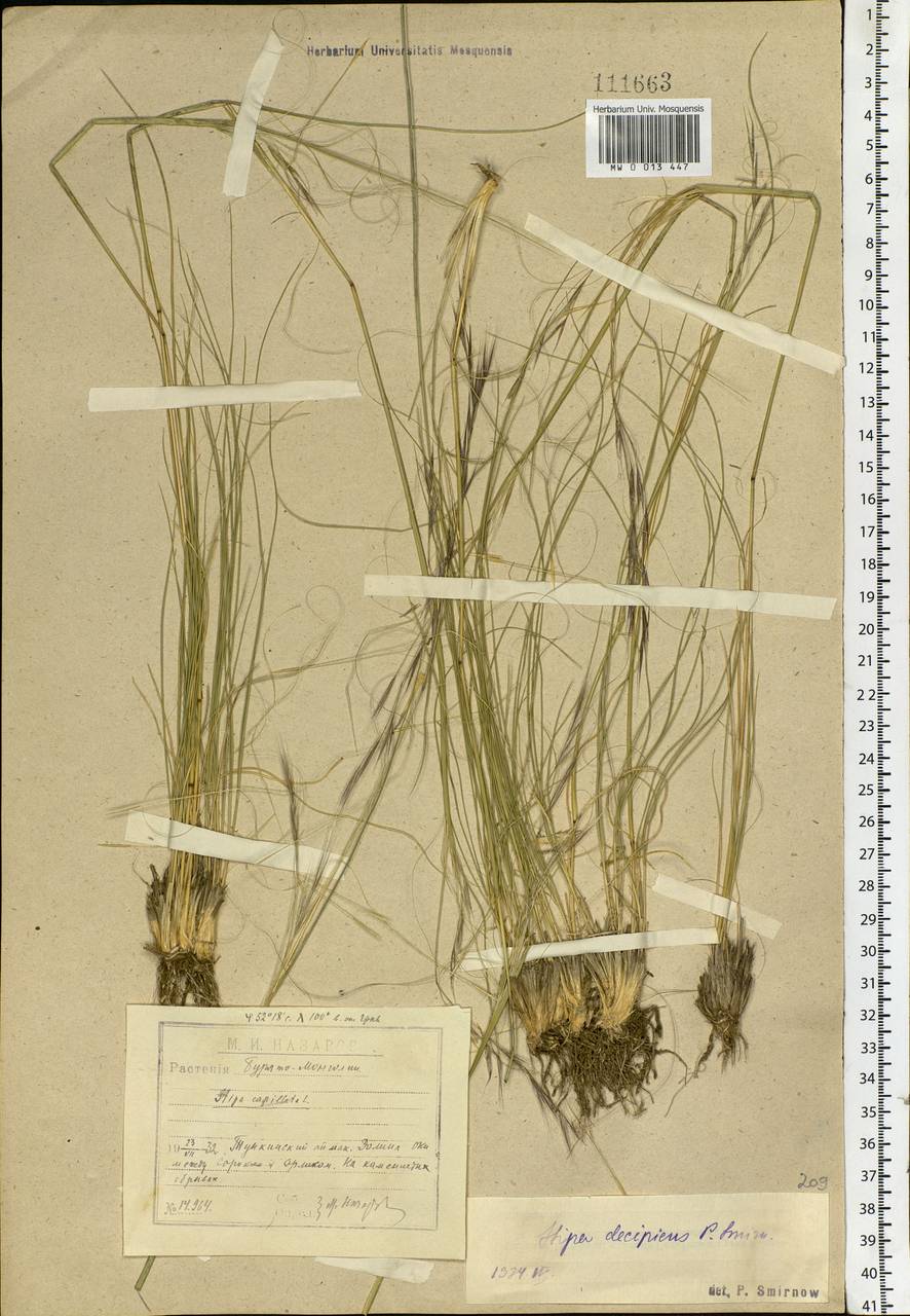 Stipa krylovii Roshev., Siberia, Baikal & Transbaikal region (S4) (Russia)