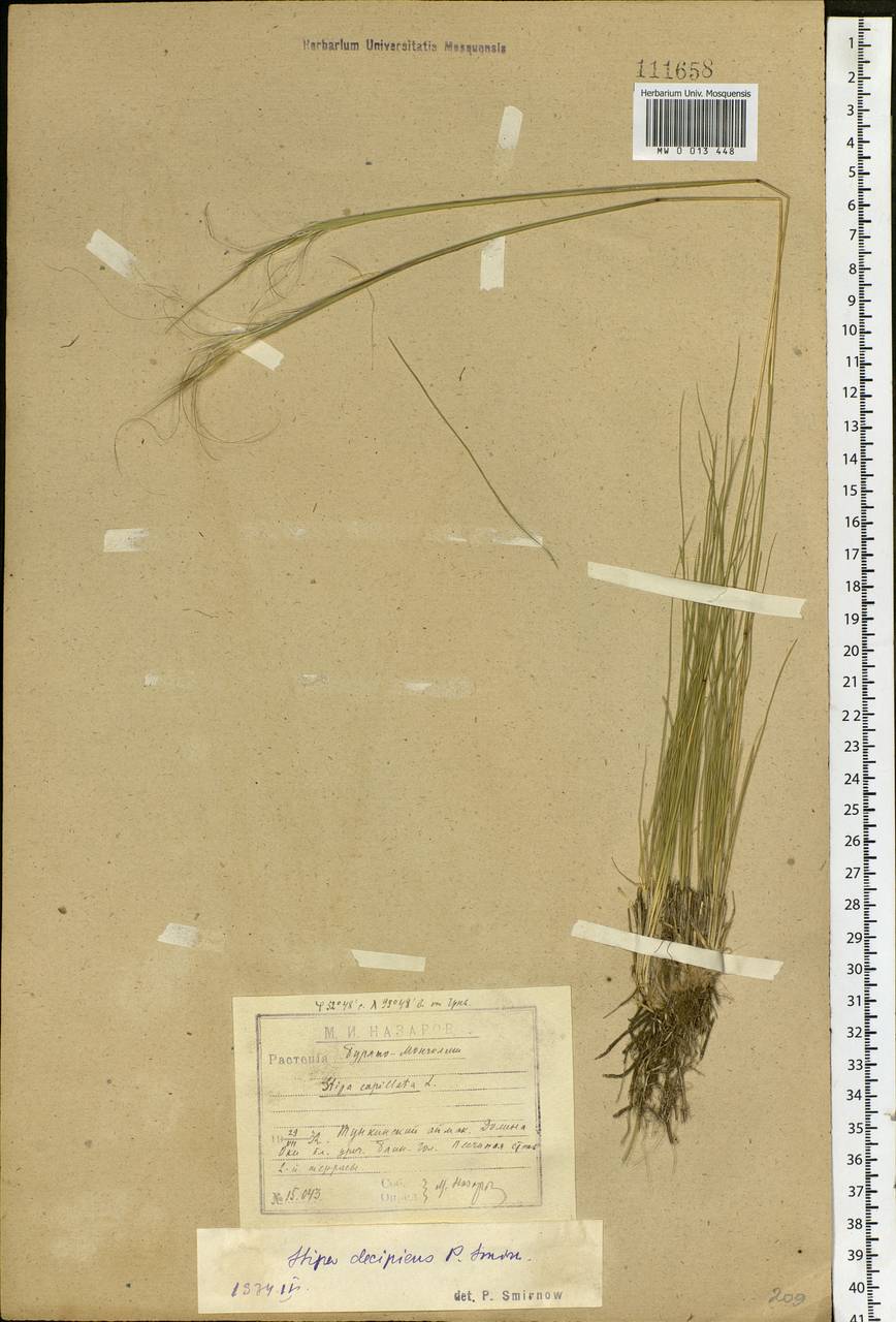 Stipa krylovii Roshev., Siberia, Baikal & Transbaikal region (S4) (Russia)