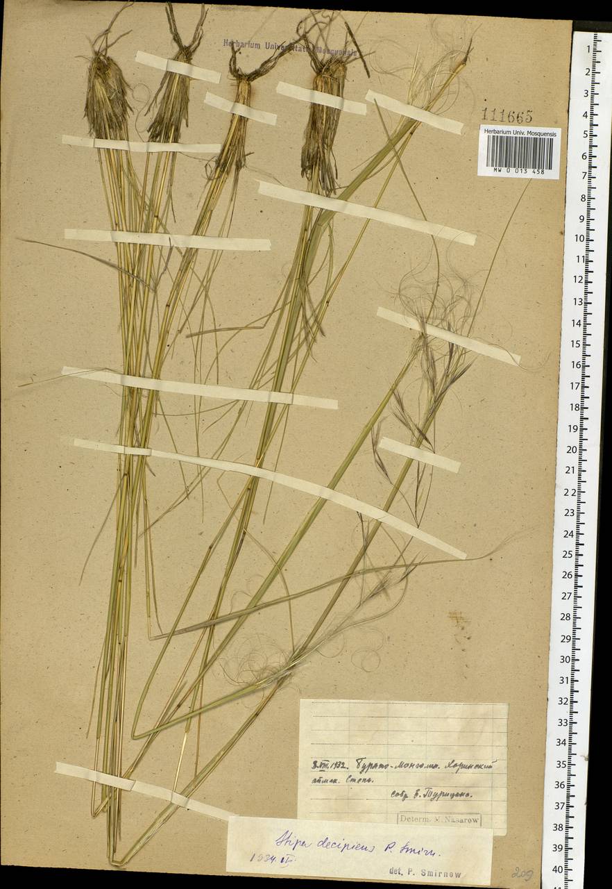 Stipa krylovii Roshev., Siberia, Baikal & Transbaikal region (S4) (Russia)