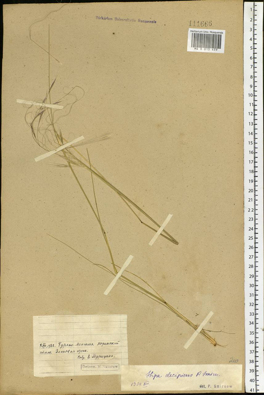 Stipa krylovii Roshev., Siberia, Baikal & Transbaikal region (S4) (Russia)