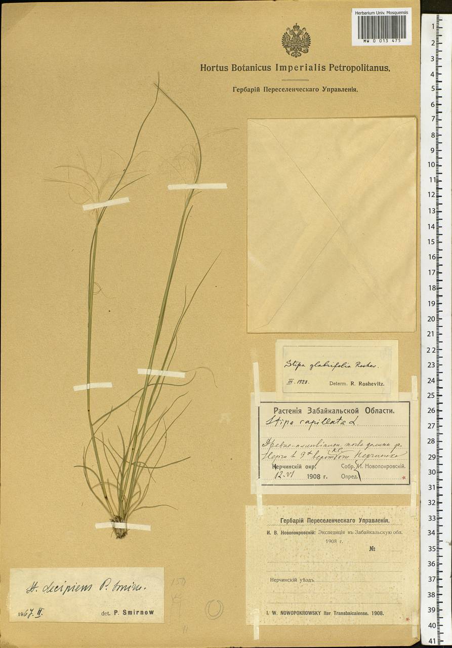 Stipa krylovii Roshev., Siberia, Baikal & Transbaikal region (S4) (Russia)