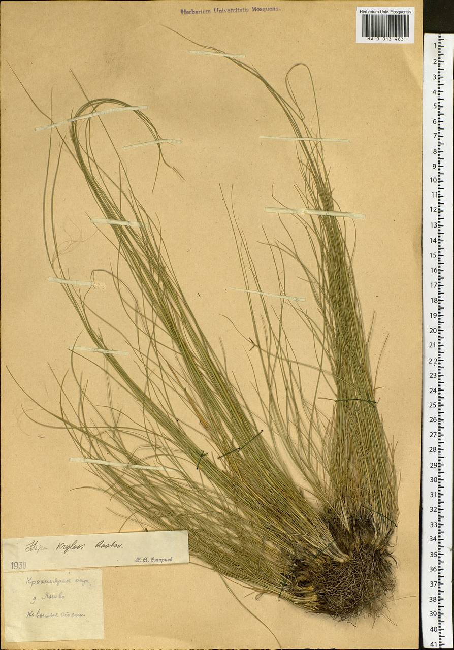 Stipa krylovii Roshev., Siberia, Central Siberia (S3) (Russia)