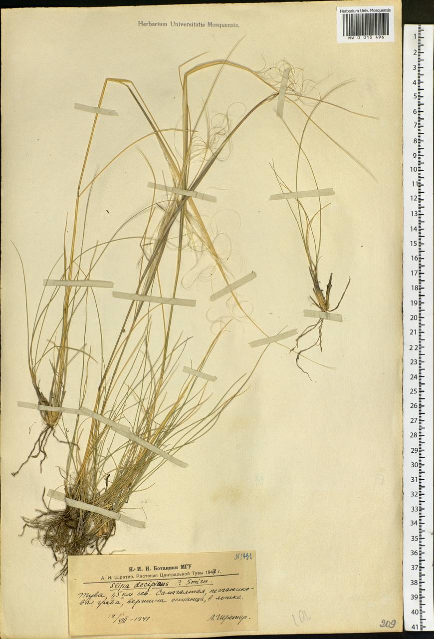 Stipa krylovii Roshev., Siberia, Altai & Sayany Mountains (S2) (Russia)