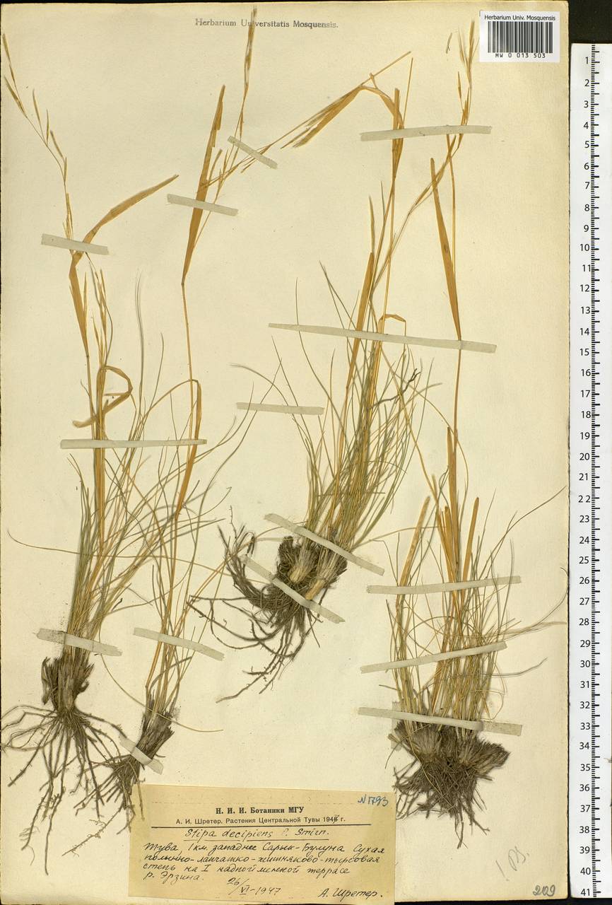 Stipa krylovii Roshev., Siberia, Altai & Sayany Mountains (S2) (Russia)