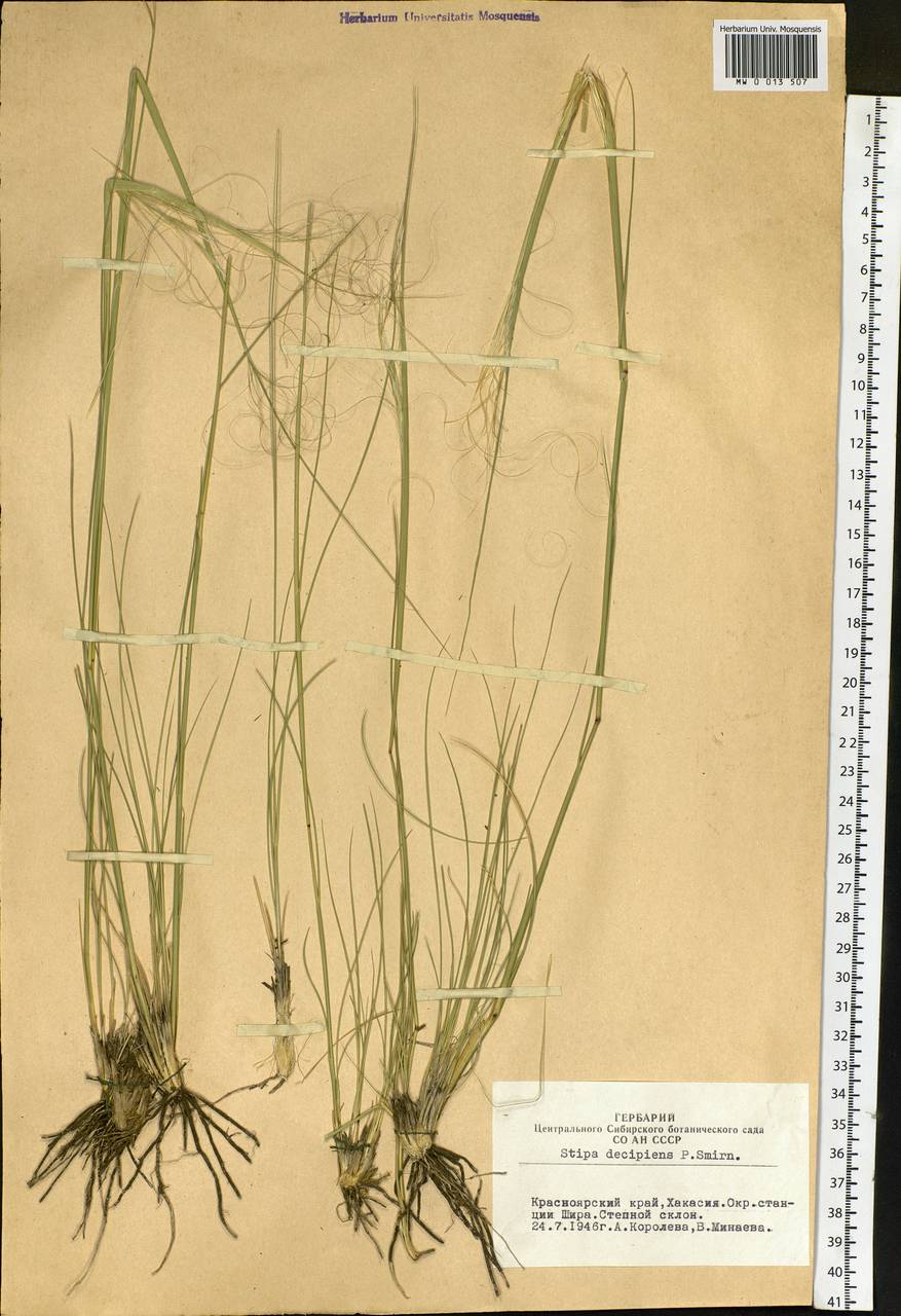 Stipa krylovii Roshev., Siberia, Altai & Sayany Mountains (S2) (Russia)