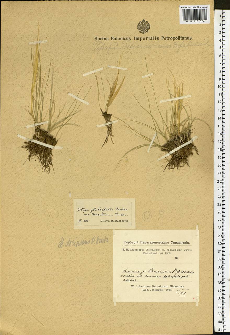 Stipa krylovii Roshev., Siberia, Altai & Sayany Mountains (S2) (Russia)