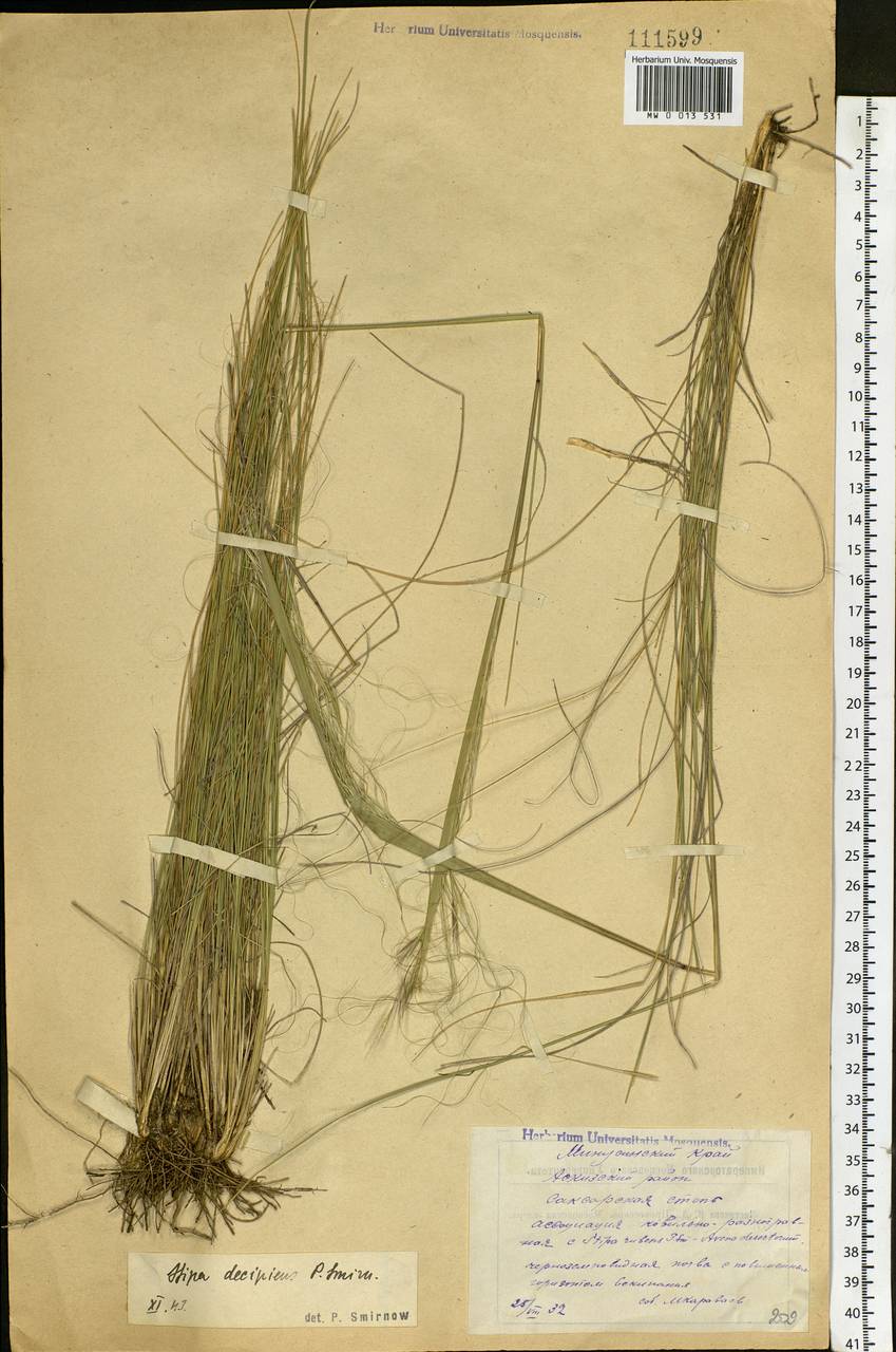 Stipa krylovii Roshev., Siberia, Altai & Sayany Mountains (S2) (Russia)