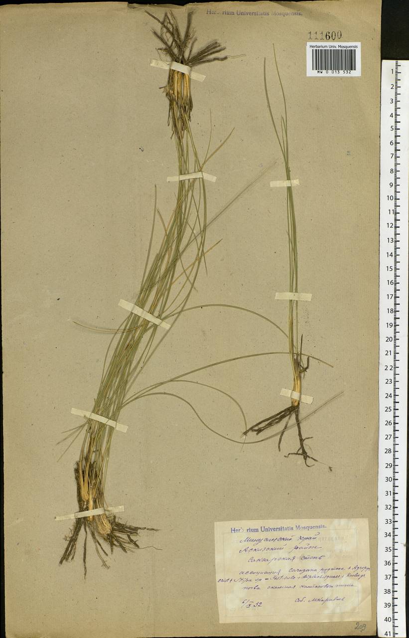 Stipa krylovii Roshev., Siberia, Altai & Sayany Mountains (S2) (Russia)