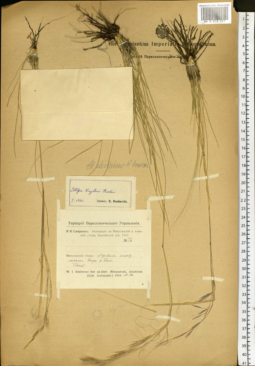 Stipa krylovii Roshev., Siberia, Altai & Sayany Mountains (S2) (Russia)