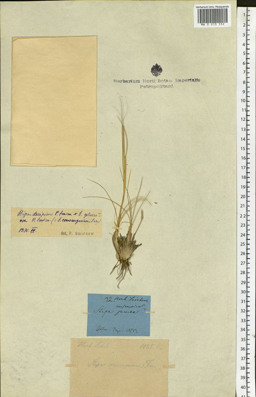 Stipa krylovii Roshev., Siberia, Altai & Sayany Mountains (S2) (Russia)