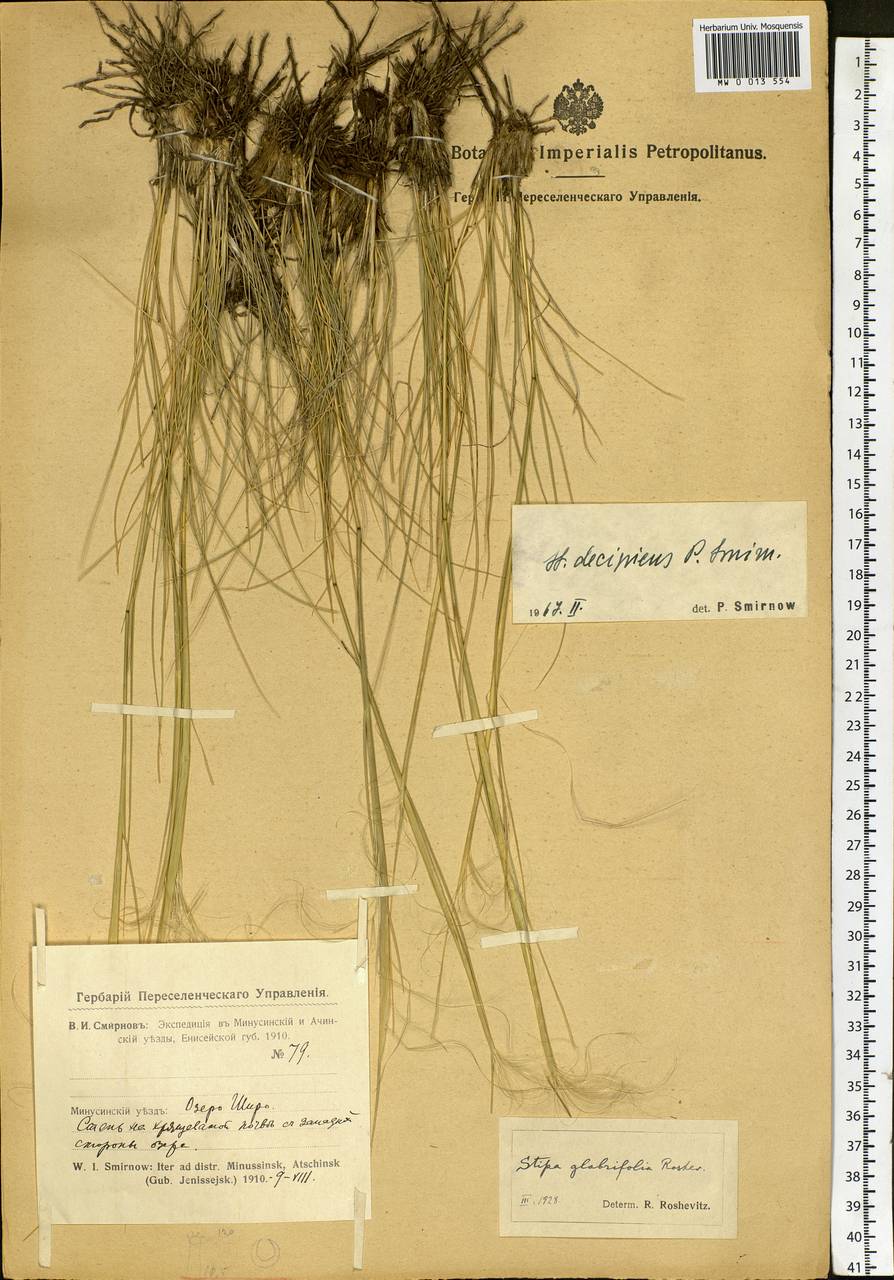 Stipa krylovii Roshev., Siberia, Altai & Sayany Mountains (S2) (Russia)