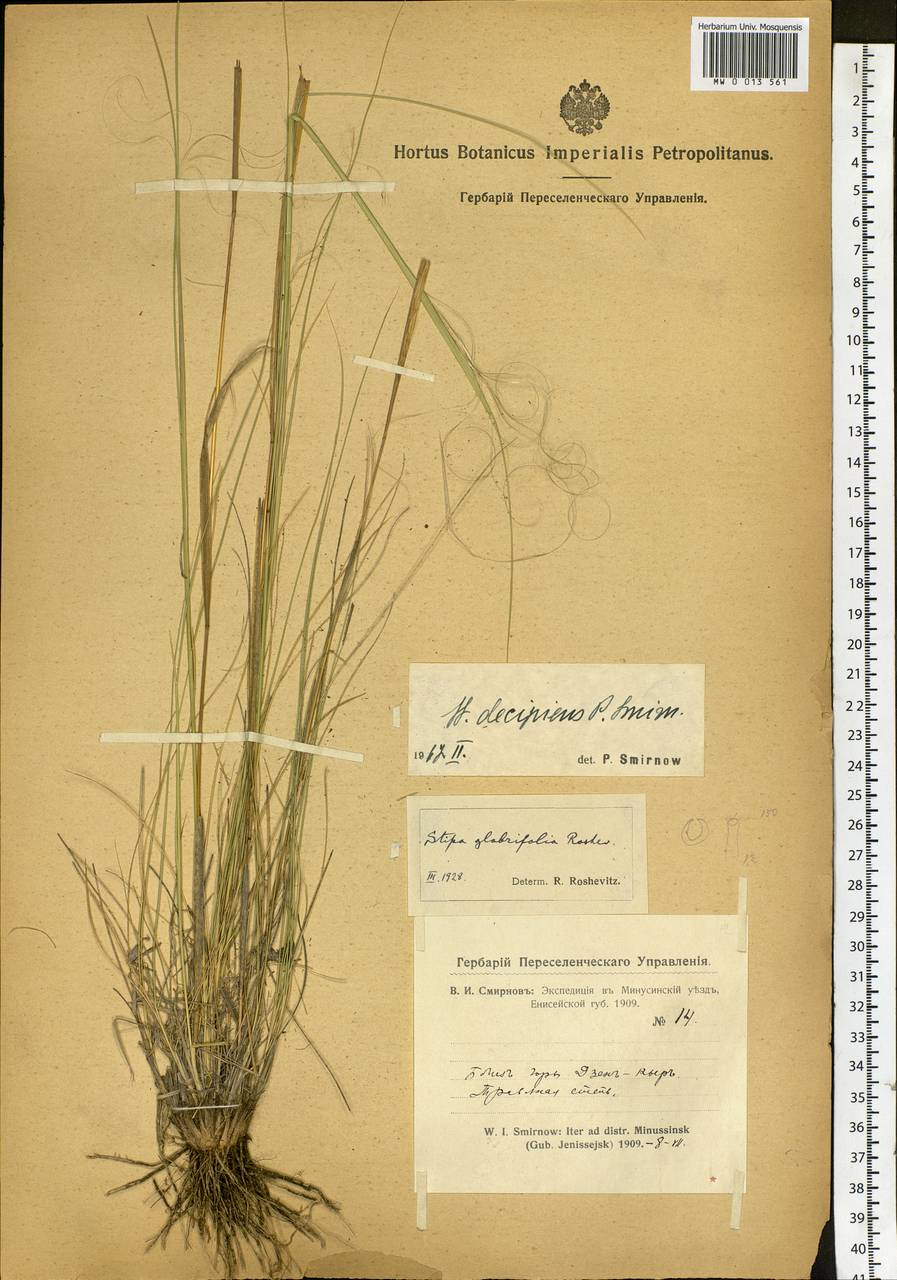 Stipa krylovii Roshev., Siberia, Altai & Sayany Mountains (S2) (Russia)