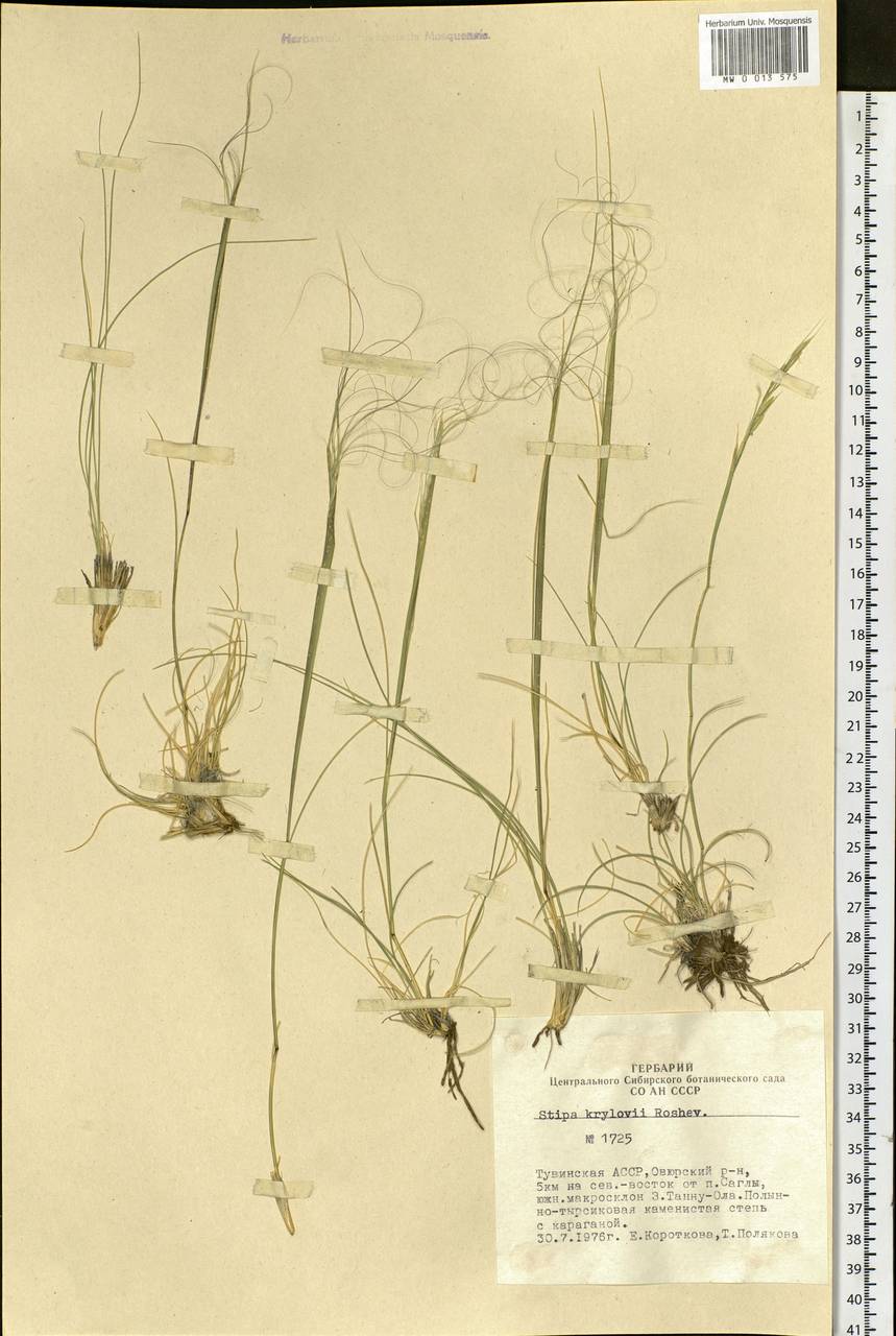 Stipa krylovii Roshev., Siberia, Altai & Sayany Mountains (S2) (Russia)