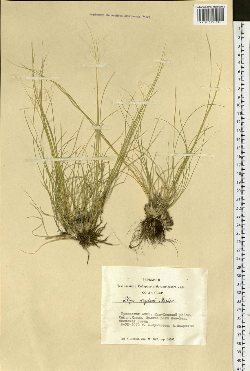 Stipa krylovii Roshev., Siberia, Altai & Sayany Mountains (S2) (Russia)