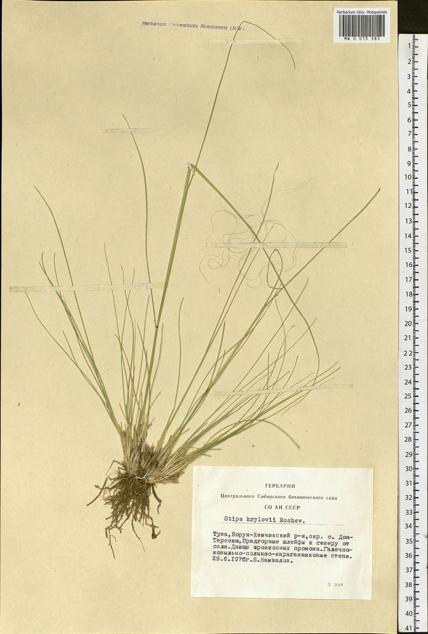 Stipa krylovii Roshev., Siberia, Altai & Sayany Mountains (S2) (Russia)