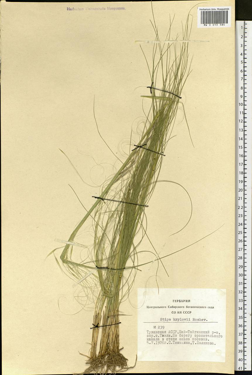 Stipa krylovii Roshev., Siberia, Altai & Sayany Mountains (S2) (Russia)