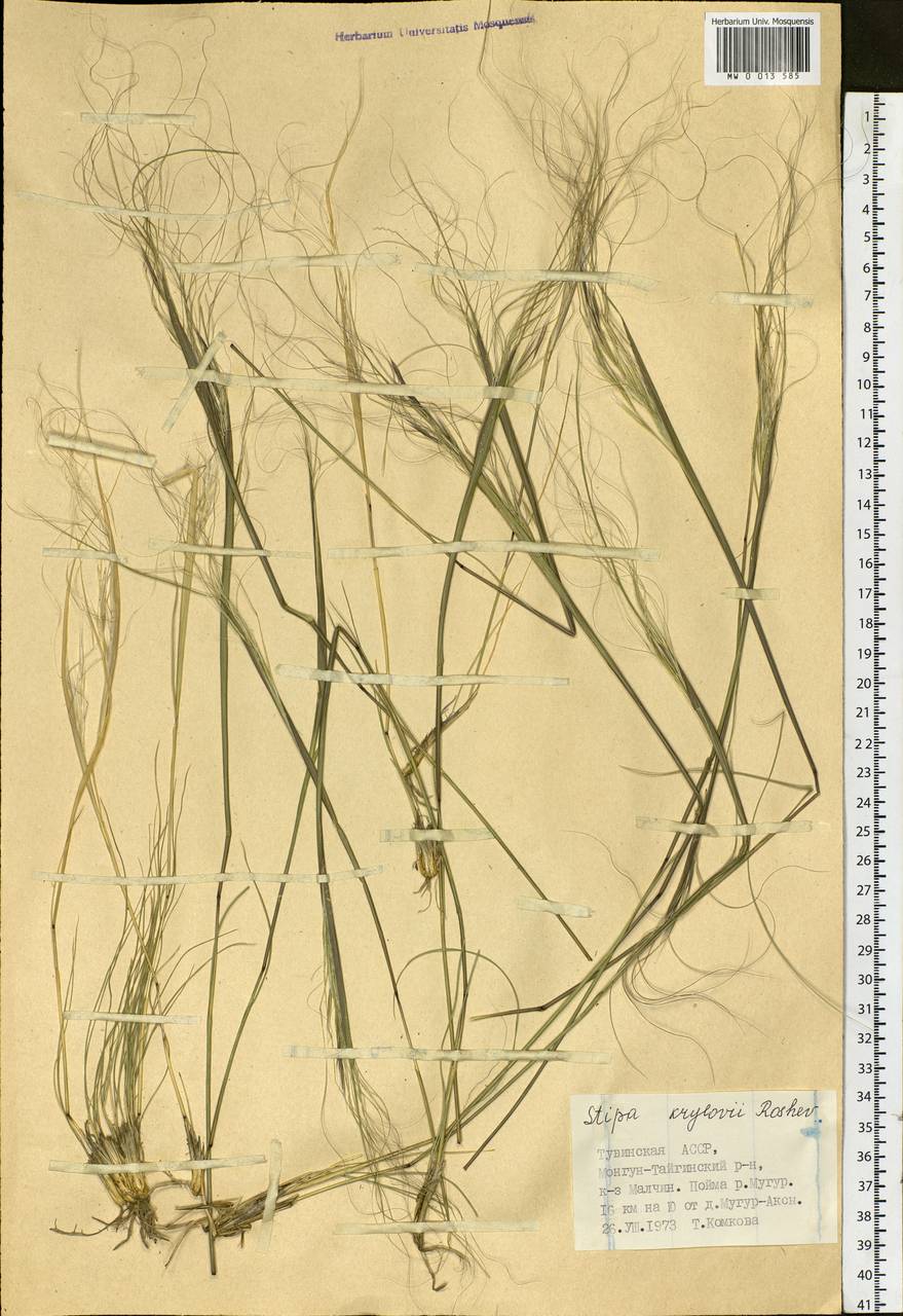 Stipa krylovii Roshev., Siberia, Altai & Sayany Mountains (S2) (Russia)
