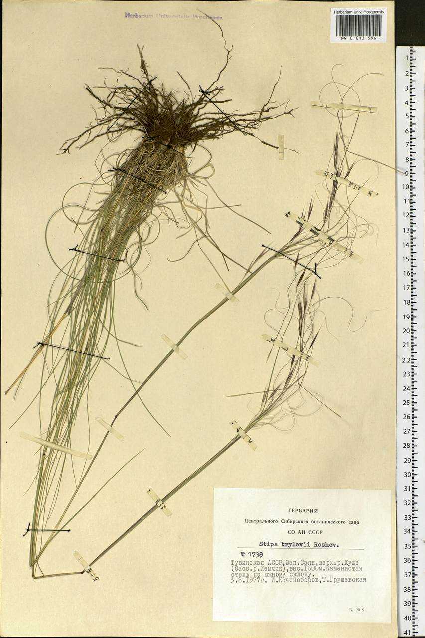 Stipa krylovii Roshev., Siberia, Altai & Sayany Mountains (S2) (Russia)