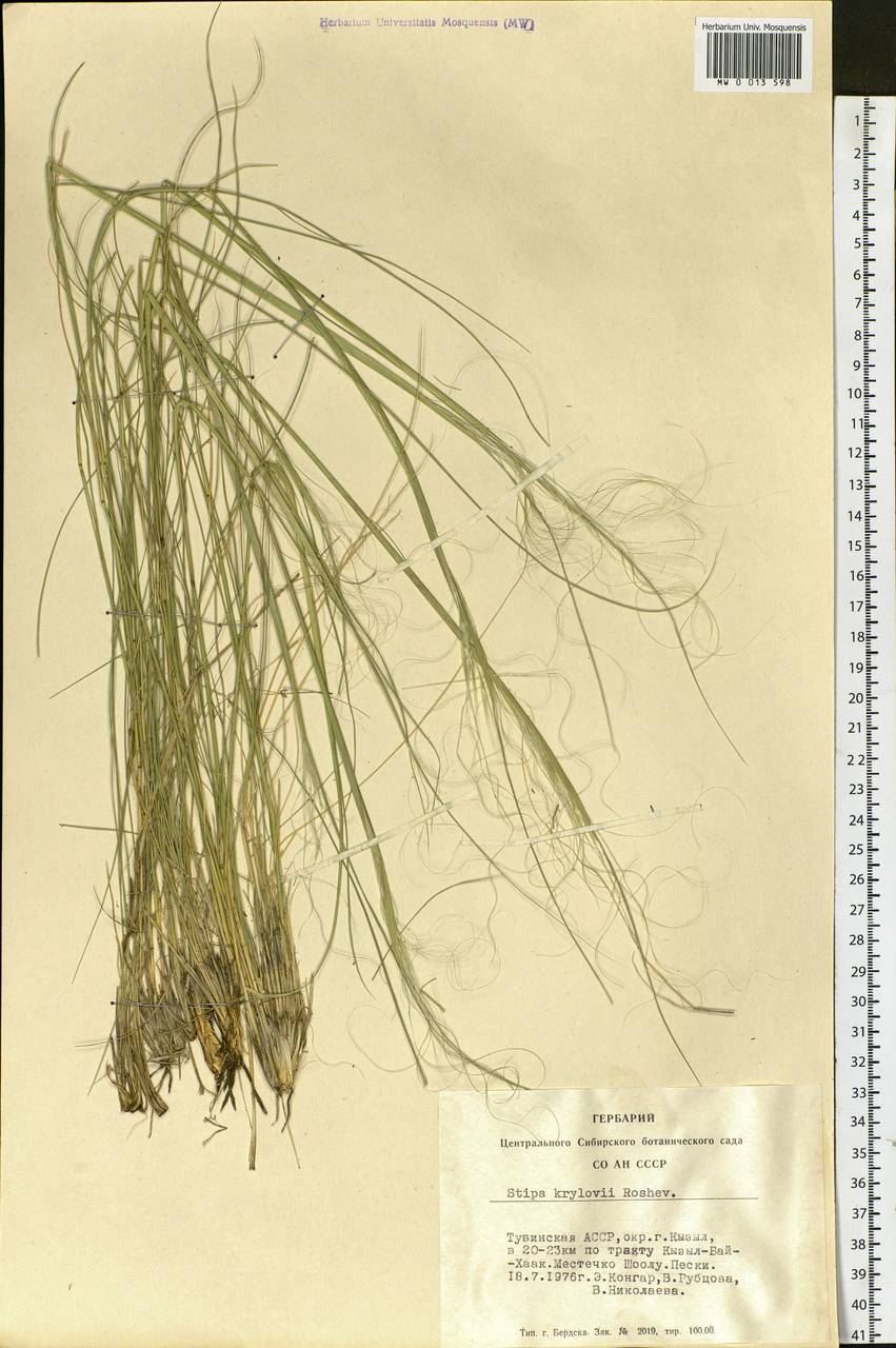 Stipa krylovii Roshev., Siberia, Altai & Sayany Mountains (S2) (Russia)