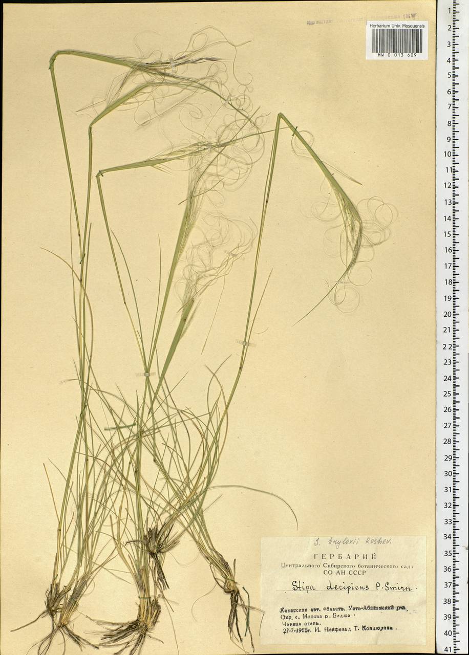 Stipa krylovii Roshev., Siberia, Altai & Sayany Mountains (S2) (Russia)