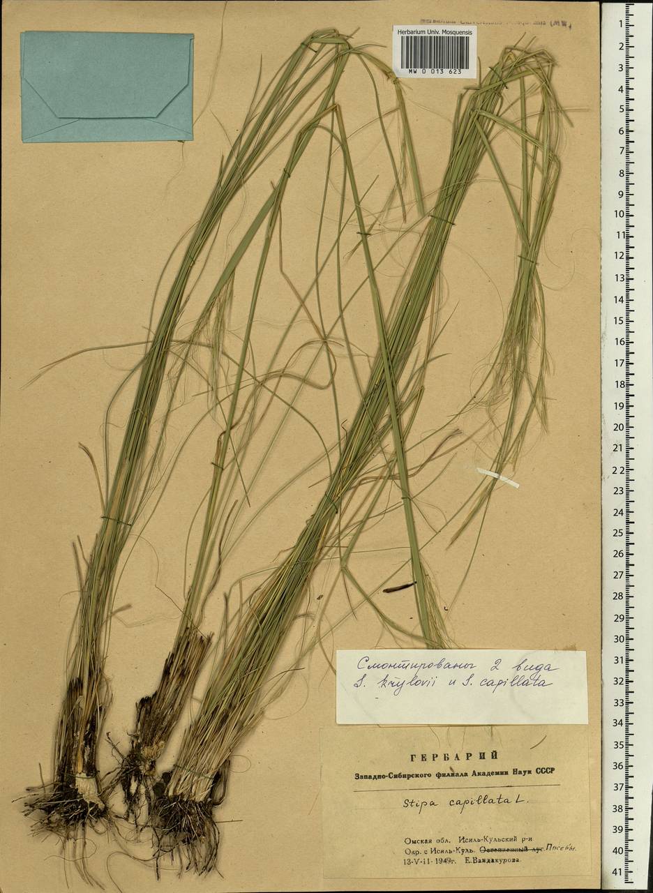 Stipa krylovii Roshev., Siberia, Western Siberia (S1) (Russia)