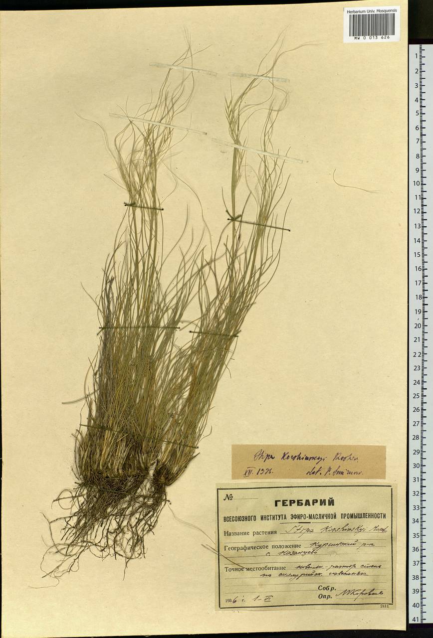 Stipa korshinskyi Roshev., Siberia, Altai & Sayany Mountains (S2) (Russia)