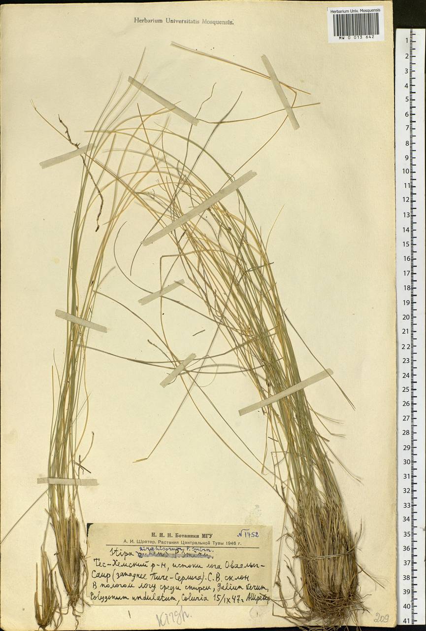 Stipa kirghisorum P.A.Smirn., Siberia, Altai & Sayany Mountains (S2) (Russia)