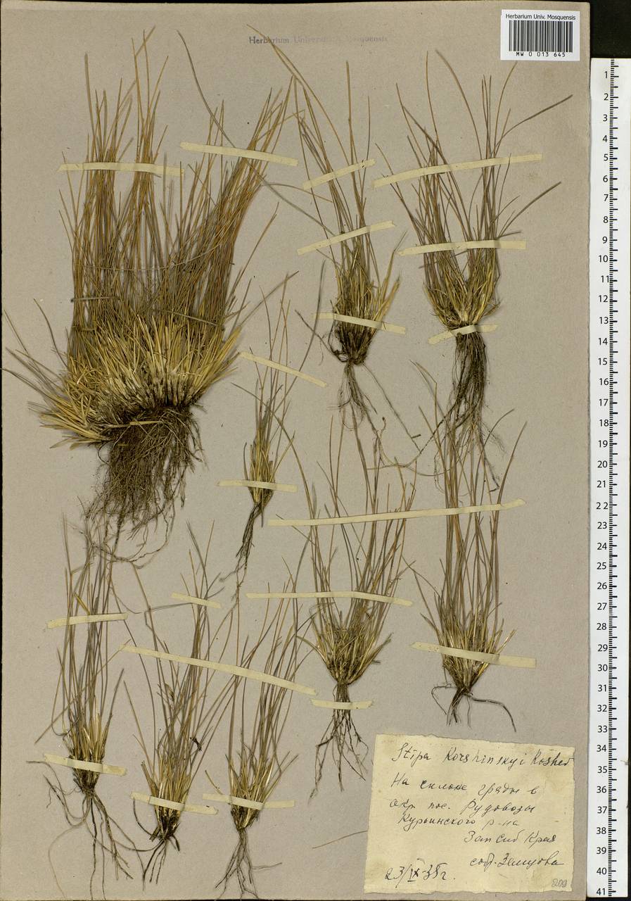 Stipa kirghisorum P.A.Smirn., Siberia, Altai & Sayany Mountains (S2) (Russia)