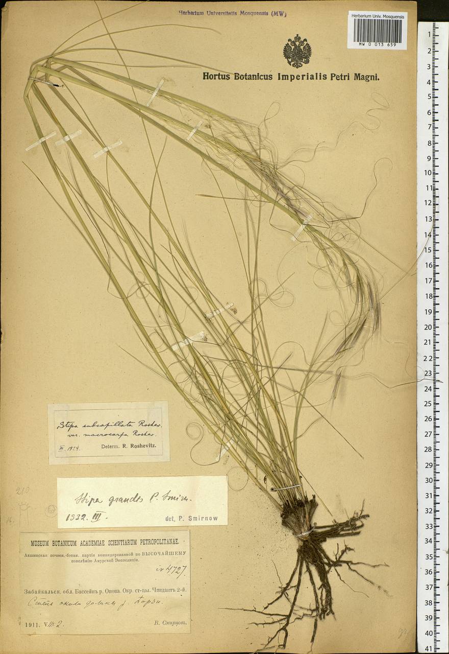 Stipa grandis P.A.Smirn., Siberia, Baikal & Transbaikal region (S4) (Russia)