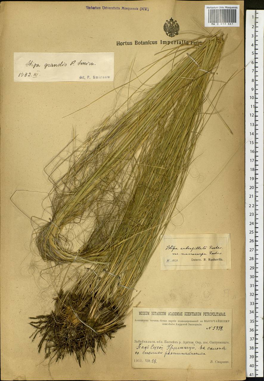 Stipa grandis P.A.Smirn., Siberia, Baikal & Transbaikal region (S4) (Russia)