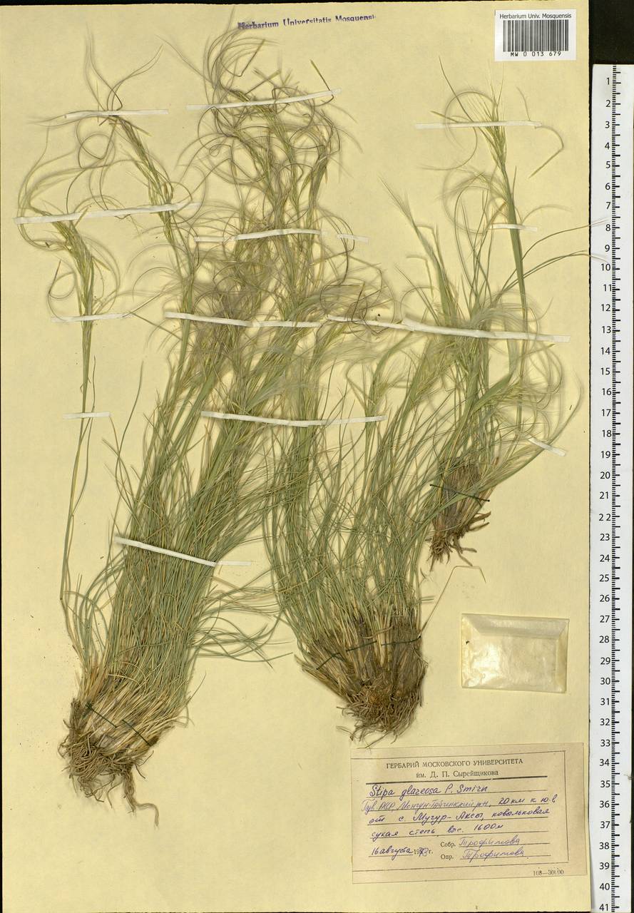 Stipa glareosa P.A.Smirn., Siberia, Altai & Sayany Mountains (S2) (Russia)