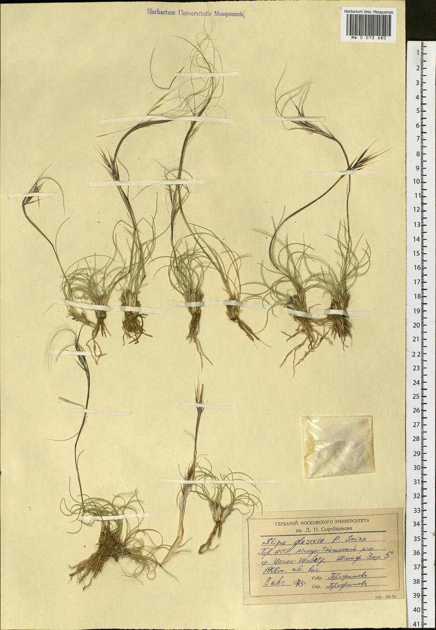 Stipa glareosa P.A.Smirn., Siberia, Altai & Sayany Mountains (S2) (Russia)