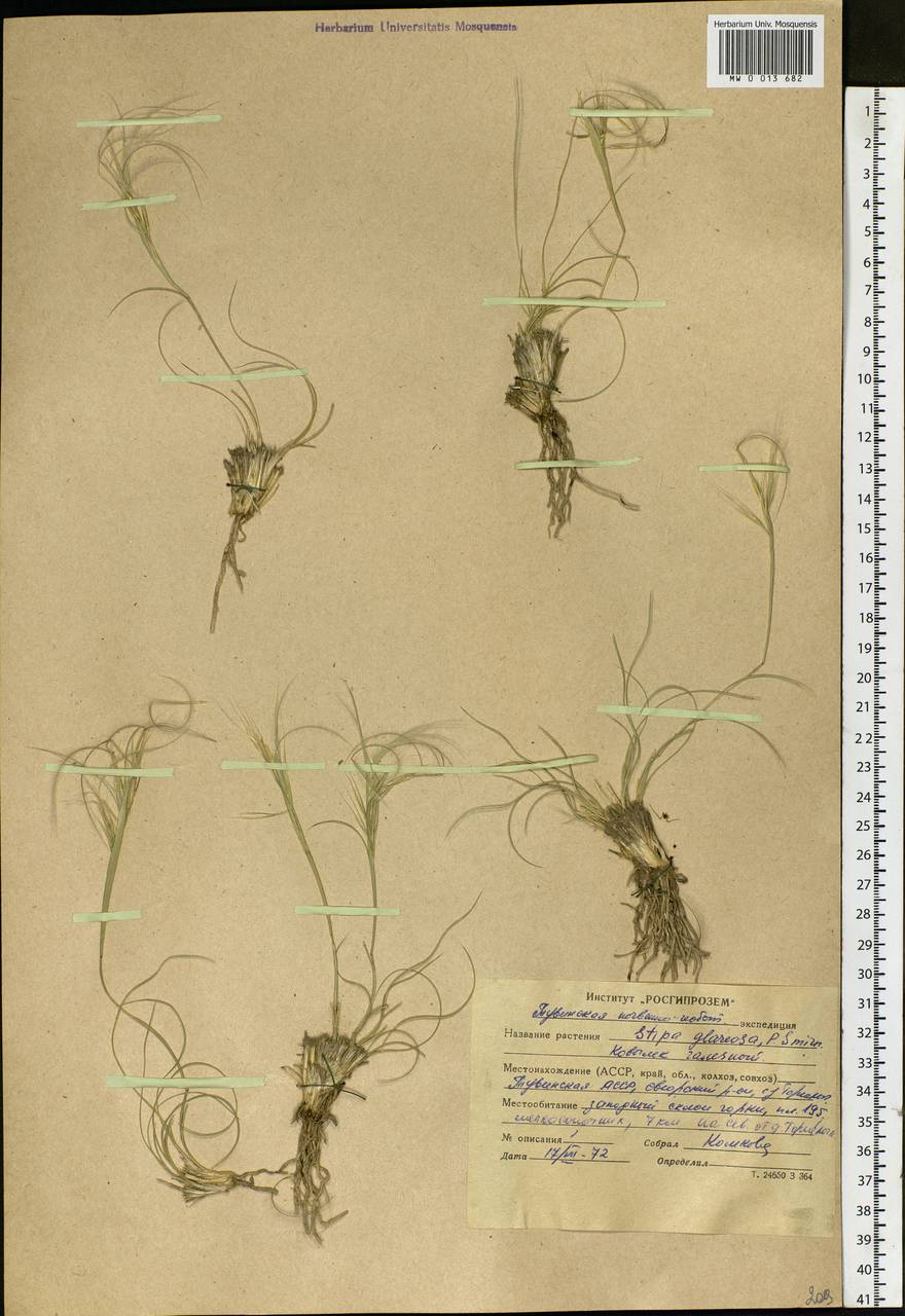 Stipa glareosa P.A.Smirn., Siberia, Altai & Sayany Mountains (S2) (Russia)