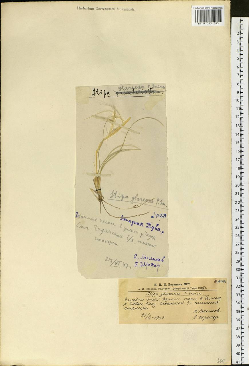 Stipa glareosa P.A.Smirn., Siberia, Altai & Sayany Mountains (S2) (Russia)