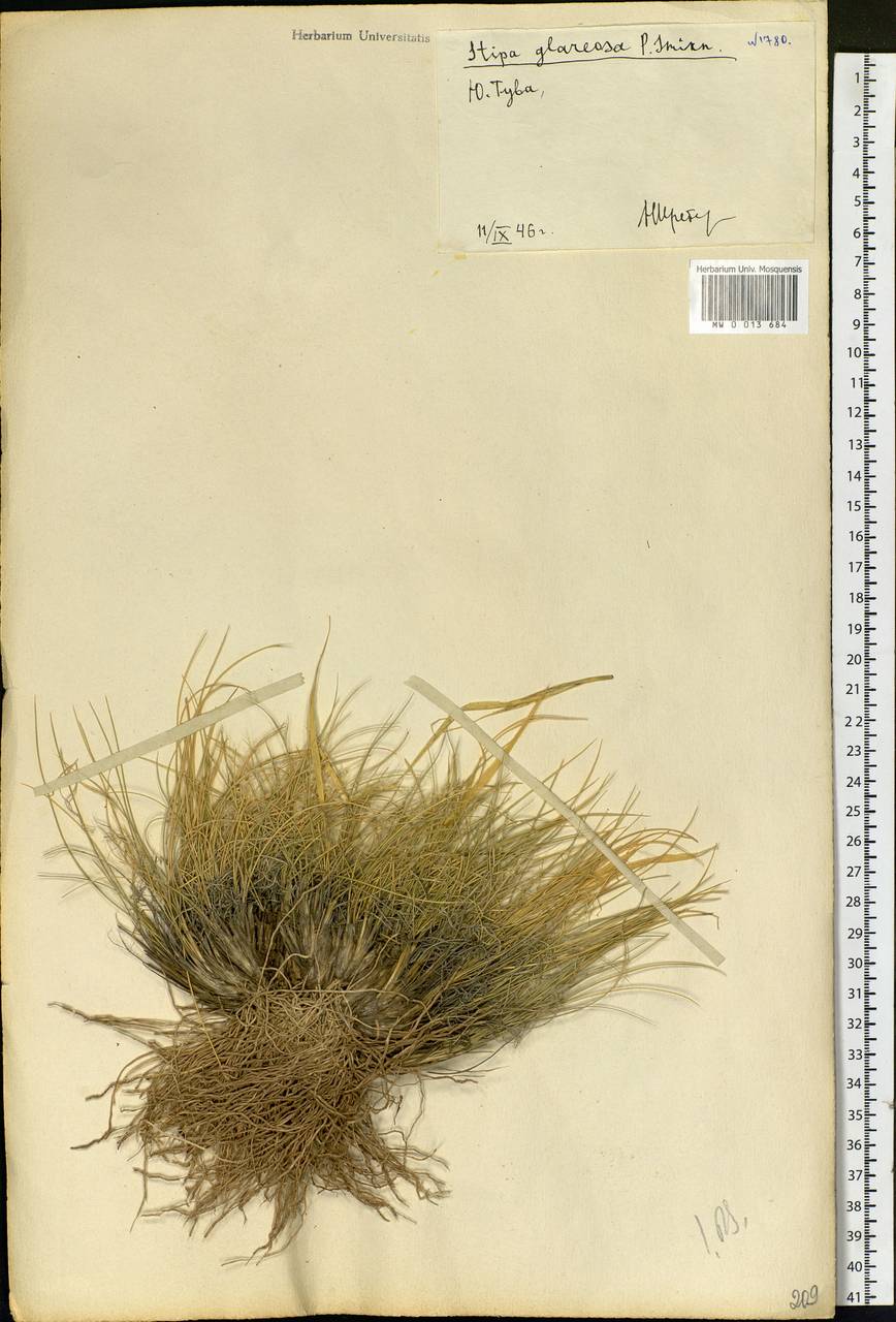 Stipa glareosa P.A.Smirn., Siberia, Altai & Sayany Mountains (S2) (Russia)