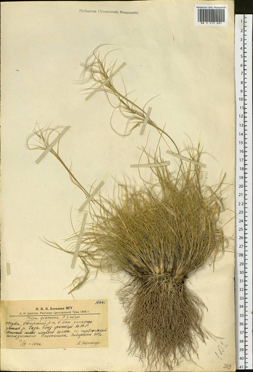 Stipa glareosa P.A.Smirn., Siberia, Altai & Sayany Mountains (S2) (Russia)