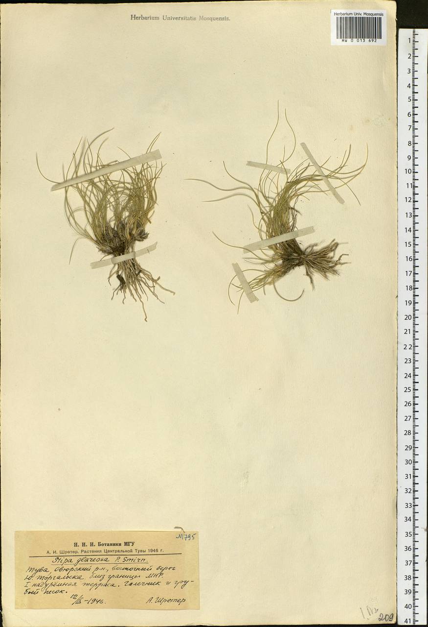 Stipa glareosa P.A.Smirn., Siberia, Altai & Sayany Mountains (S2) (Russia)