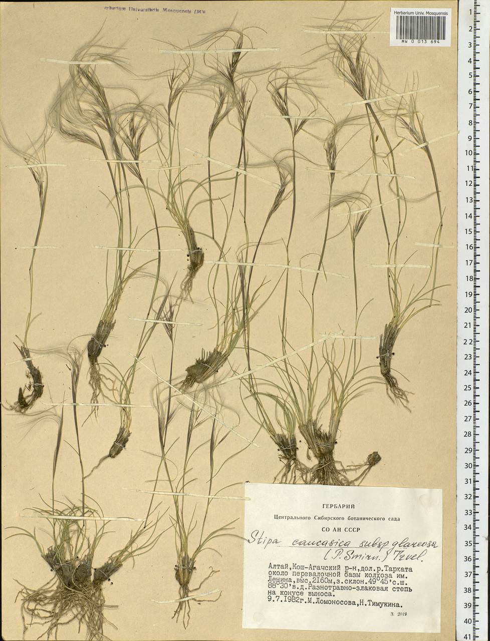 Stipa glareosa P.A.Smirn., Siberia, Altai & Sayany Mountains (S2) (Russia)