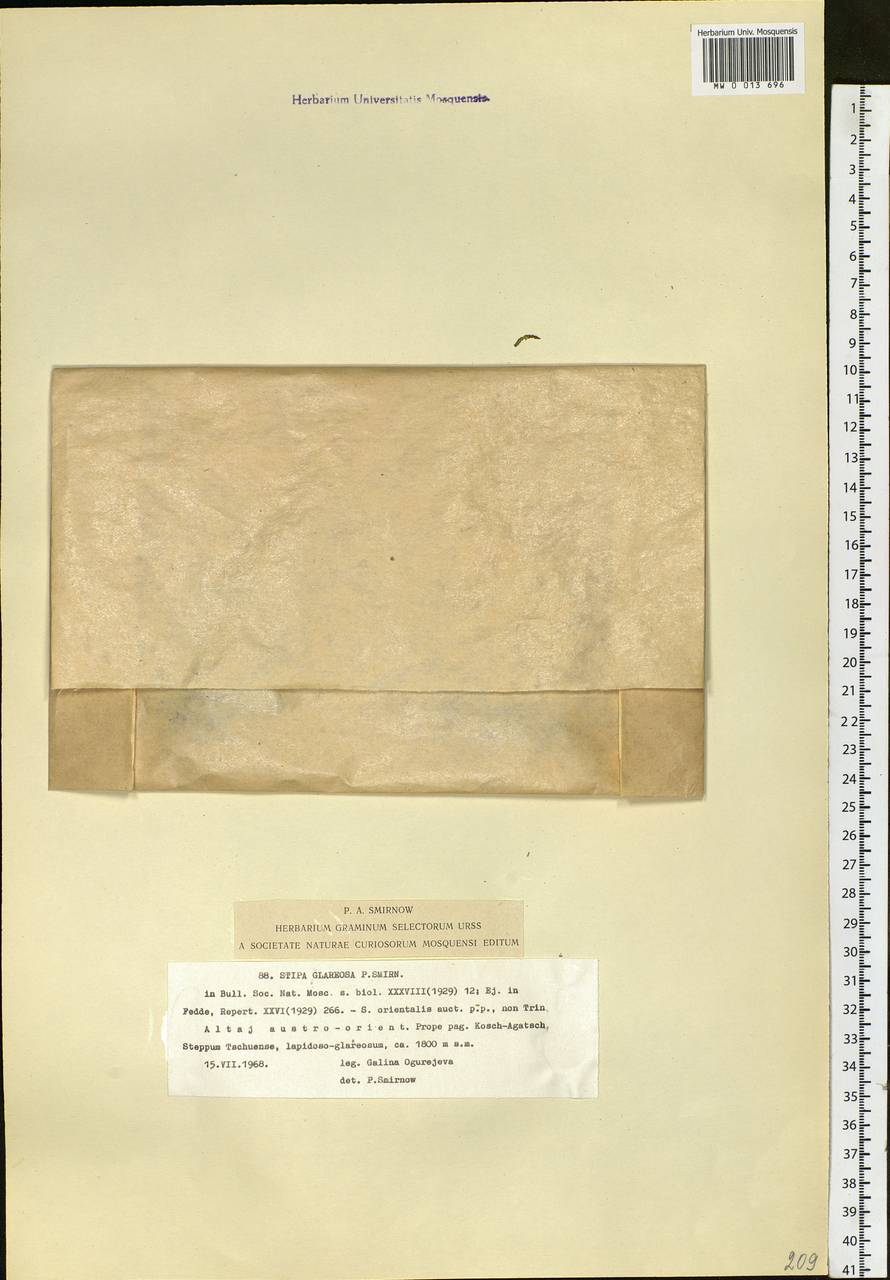 Stipa glareosa P.A.Smirn., Siberia, Altai & Sayany Mountains (S2) (Russia)