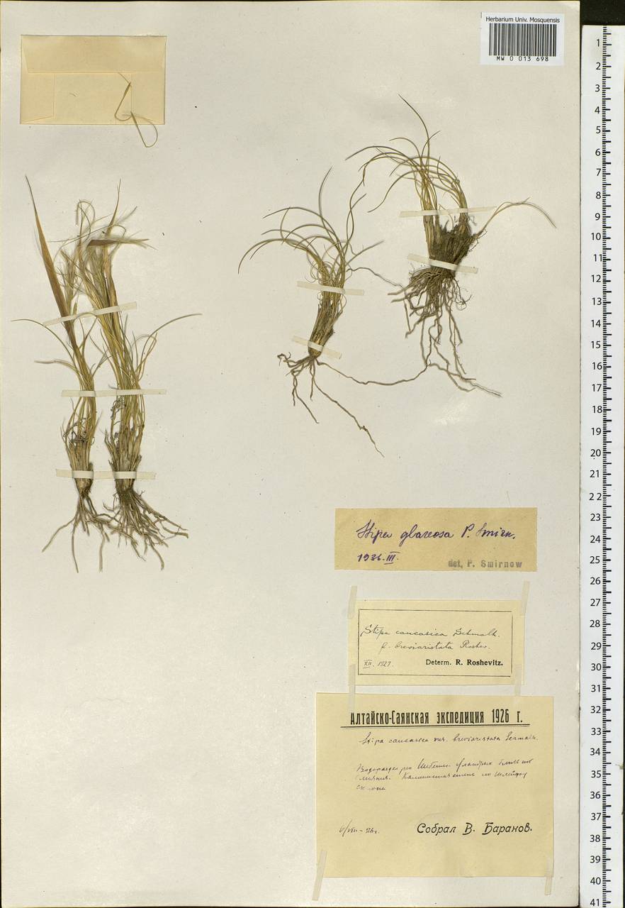 Stipa glareosa P.A.Smirn., Siberia, Altai & Sayany Mountains (S2) (Russia)