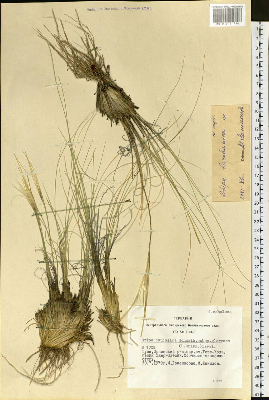 Stipa glareosa P.A.Smirn., Siberia, Altai & Sayany Mountains (S2) (Russia)