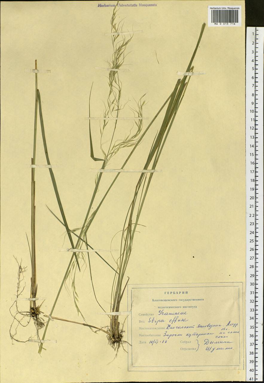 Achnatherum pekinense (Hance) Ohwi, Siberia, Russian Far East (S6) (Russia)
