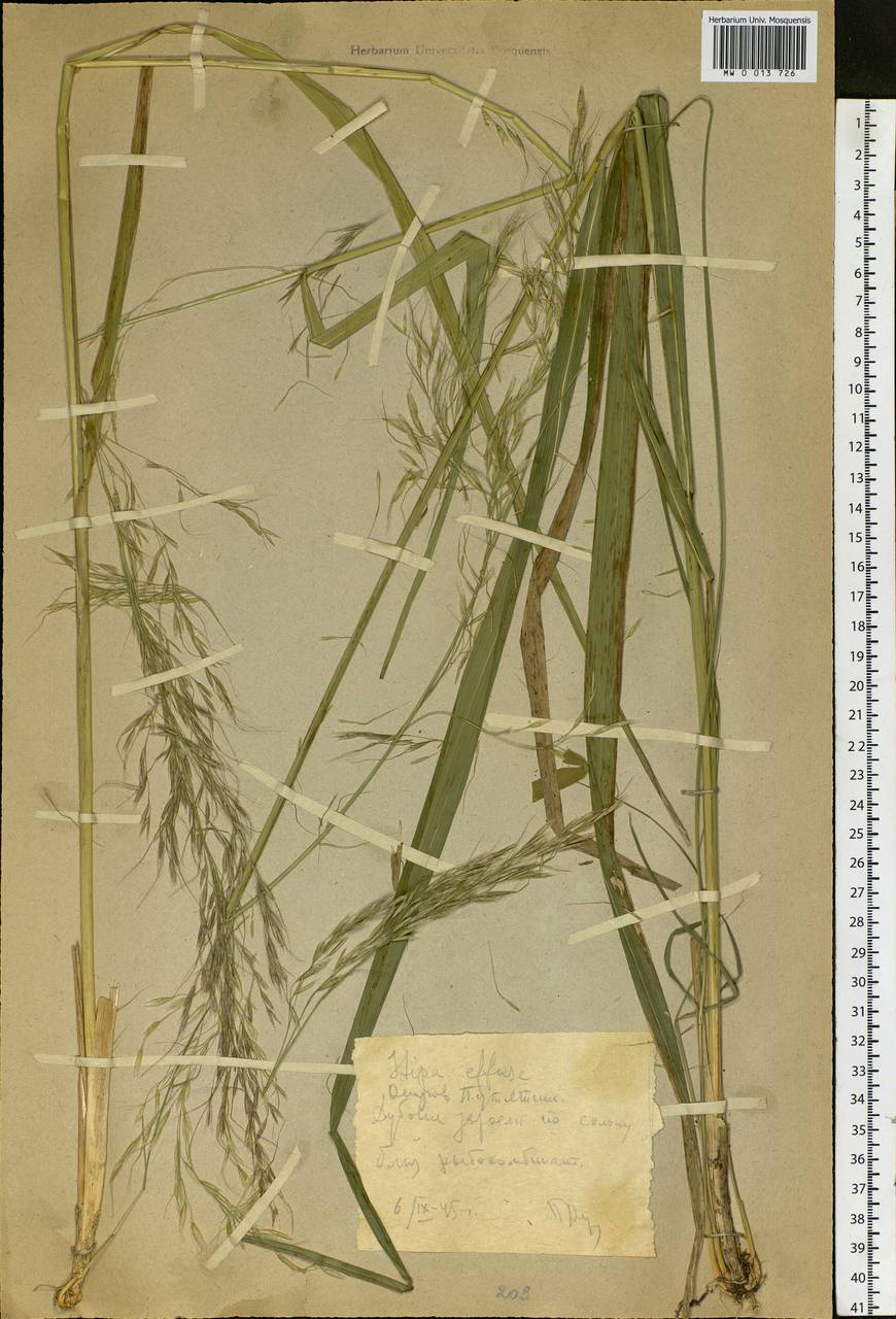 Achnatherum pekinense (Hance) Ohwi, Siberia, Russian Far East (S6) (Russia)