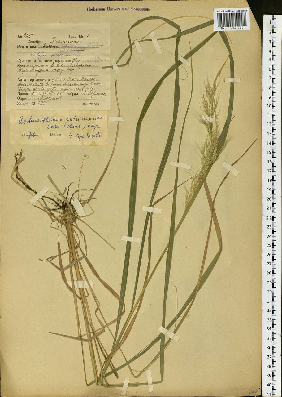 Achnatherum pekinense (Hance) Ohwi, Siberia, Russian Far East (S6) (Russia)