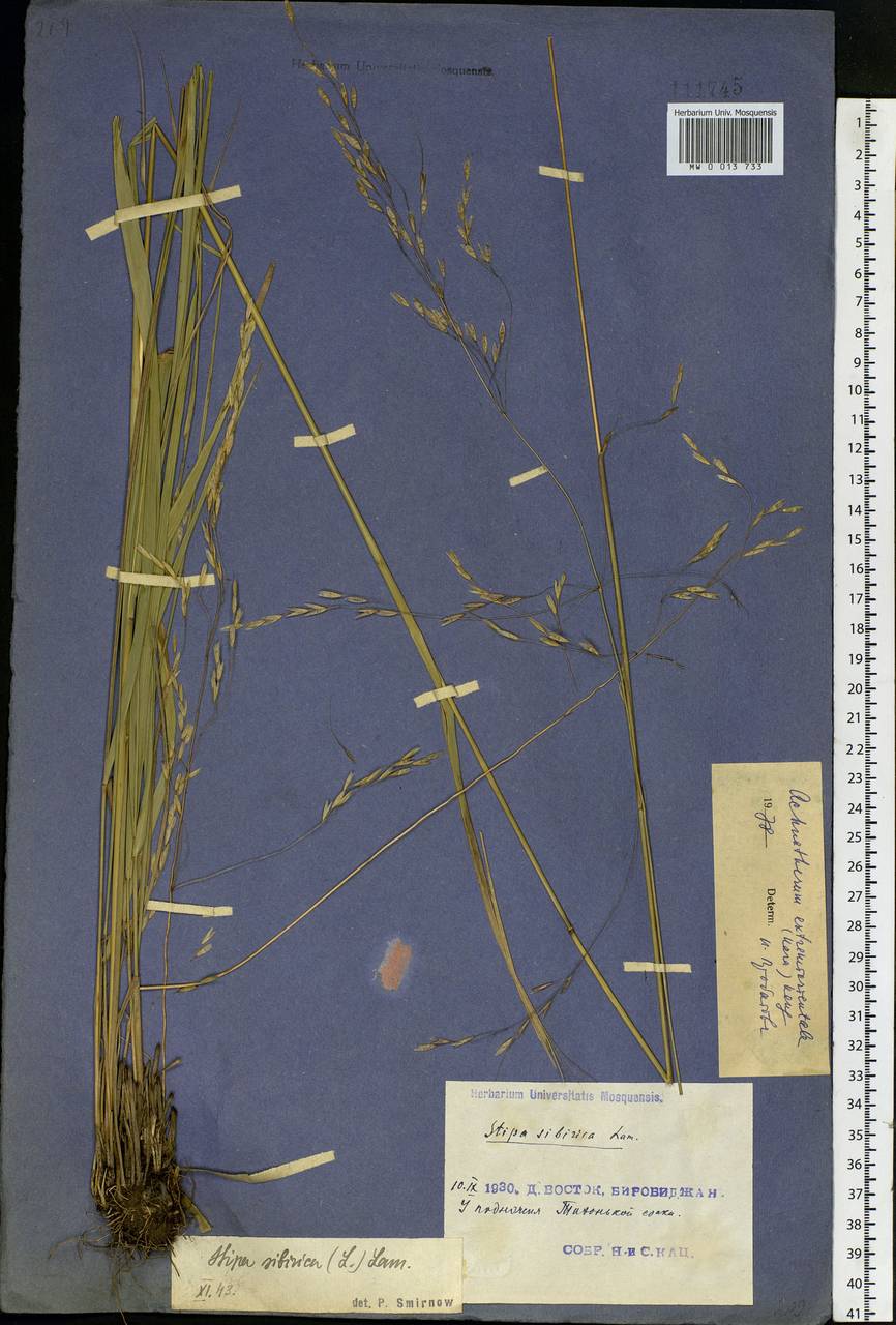 Achnatherum pekinense (Hance) Ohwi, Siberia, Russian Far East (S6) (Russia)