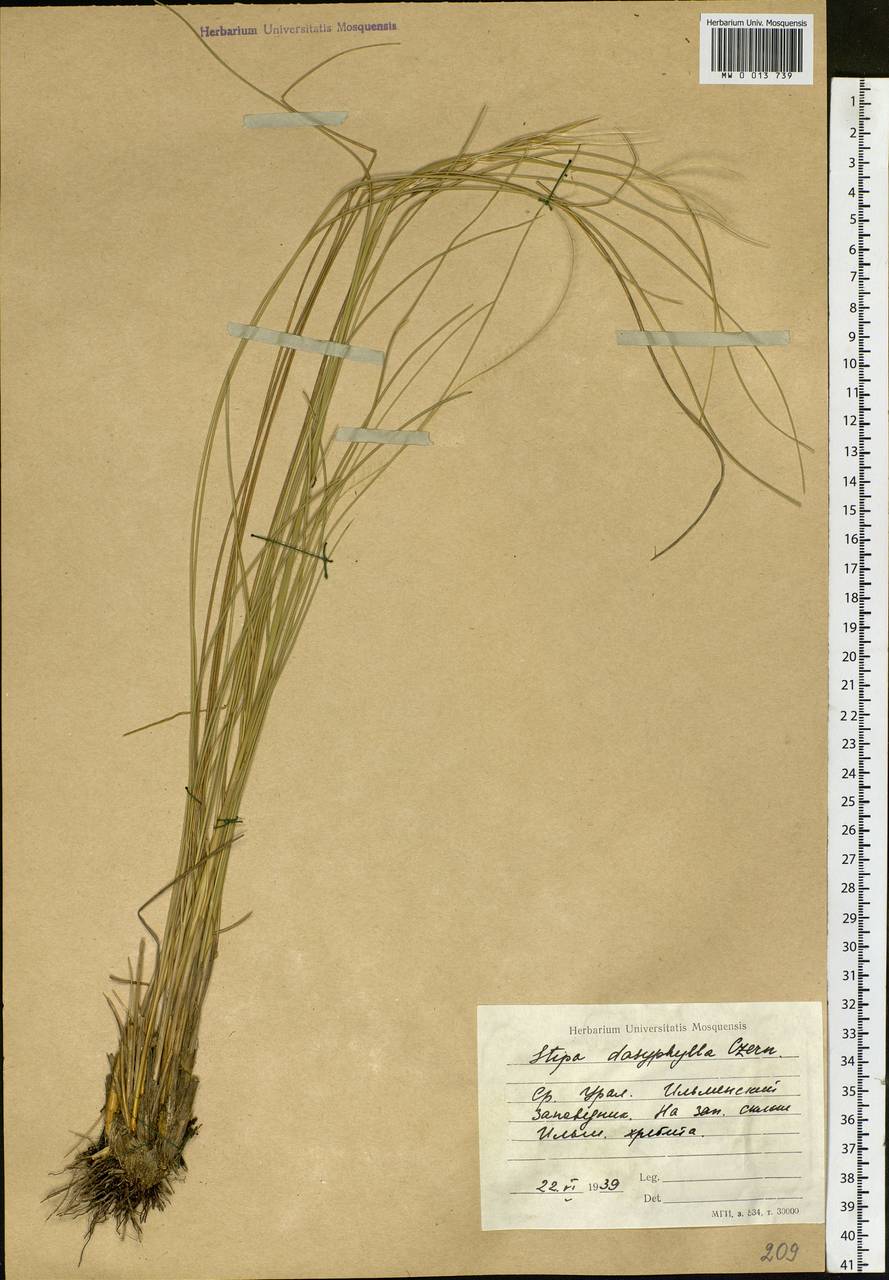 Stipa dasyphylla (Lindem.) Czern. ex Trautv., Eastern Europe, Eastern region (E10) (Russia)
