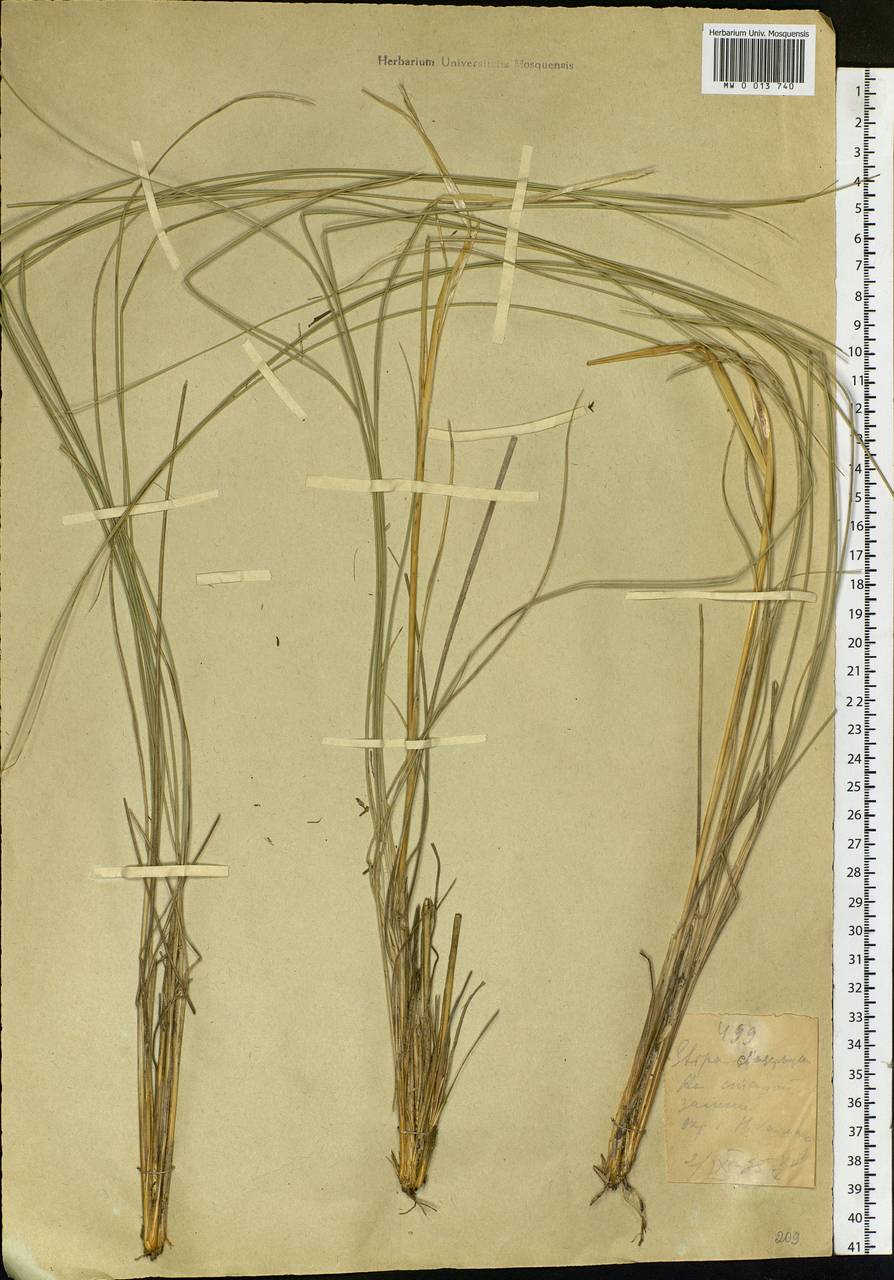 Stipa dasyphylla (Lindem.) Czern. ex Trautv., Siberia, Altai & Sayany Mountains (S2) (Russia)