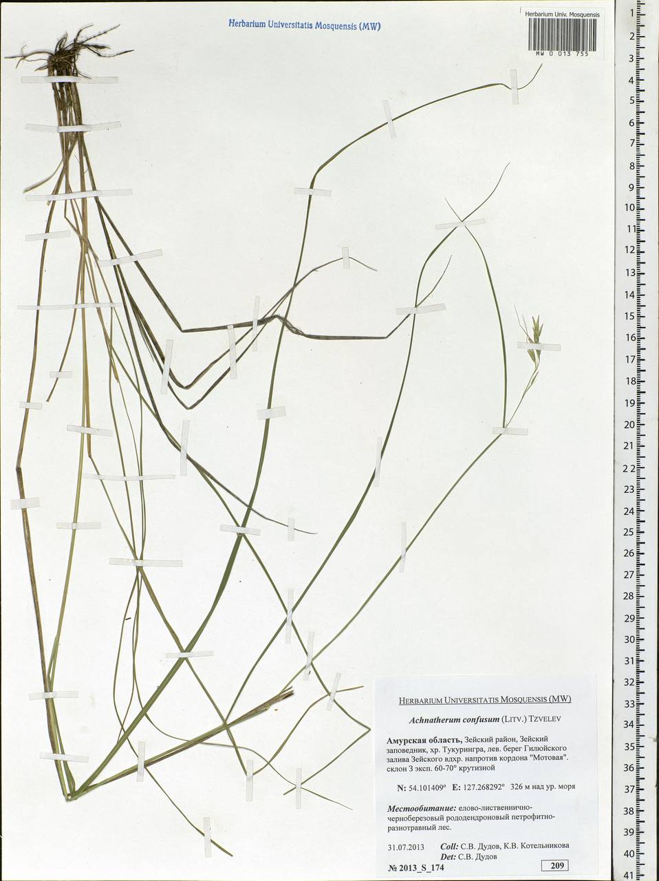 Achnatherum confusum (Litv.) Tzvelev, Siberia, Russian Far East (S6) (Russia)