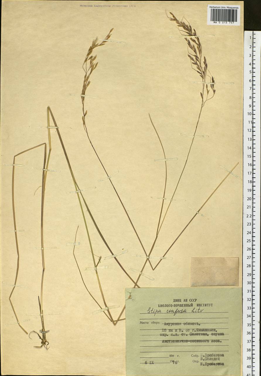 Achnatherum confusum (Litv.) Tzvelev, Siberia, Russian Far East (S6) (Russia)
